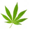 cannabis-leaf_0.jpg