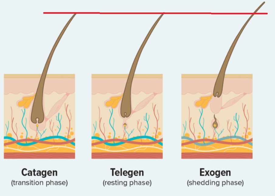 exogen.jpg