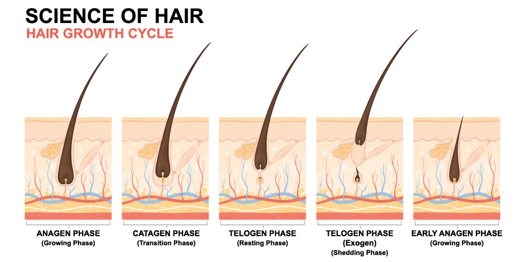 hair_growth_cycle_1024.jpg
