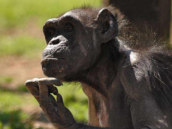 Monkey.jpg
