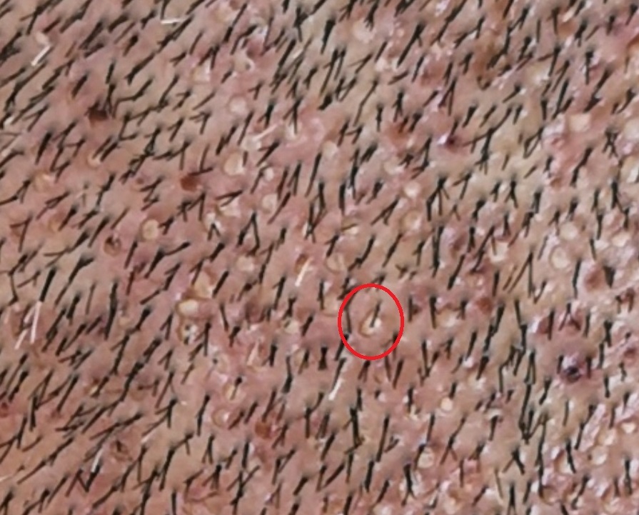 panos transected 1.jpg