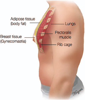 Side-view-of-the-male-chest-showing-the-different-layers-it-contains-starting-from-the.png
