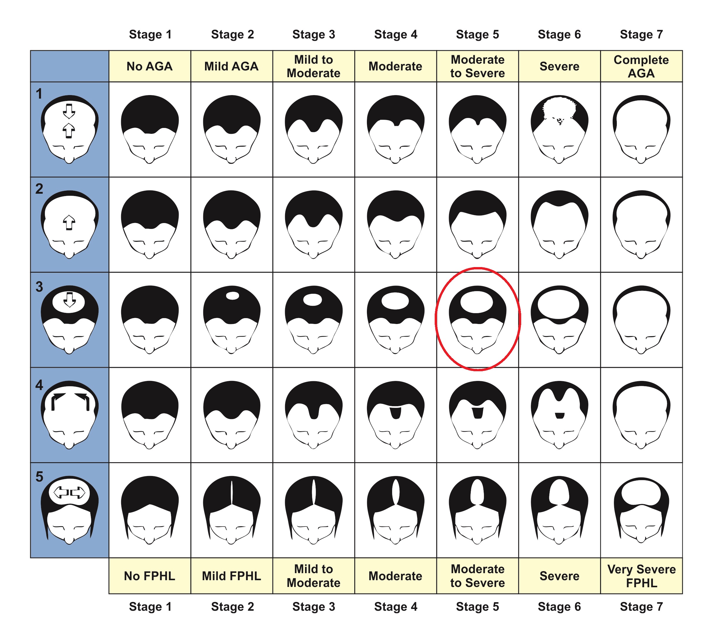 Stages male-female.jpg