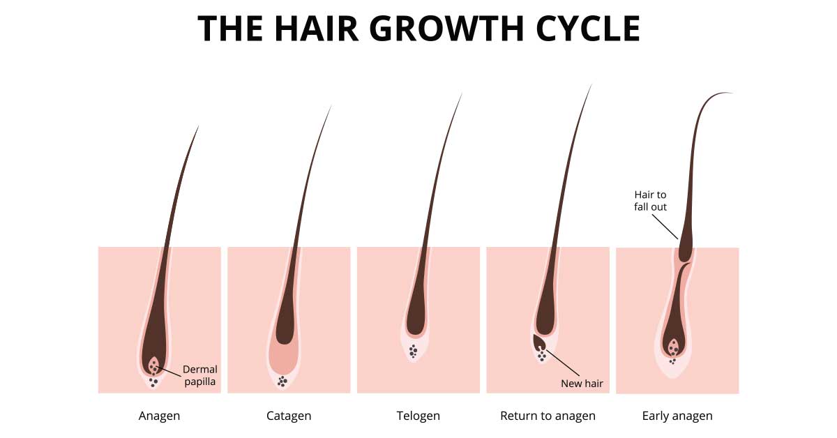 the-hair-growth-cycle-phases.jpg