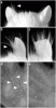 mouse.gif