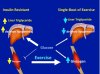 insulin resistance.jpg