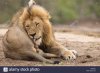 male-lion-panthera-leo-licking-its-balls-H8M2XC.jpg