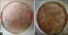 IntJTrichol_2013_5_1_6_114700_u6.jpg