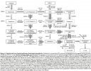 Backdoor Pathway-5a-Androstanedione Pathway.jpg