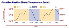 body-temperature-throughout-the-day.png