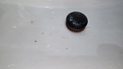 flakes and shed sink_1024x577.jpg
