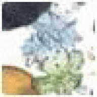 spelokius